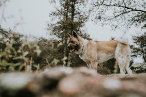 秋田犬