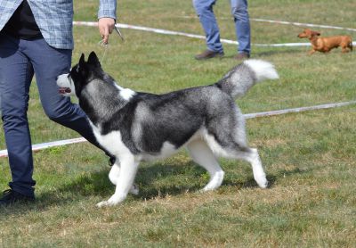 アラスカン・マラミュート