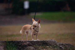 チワワ