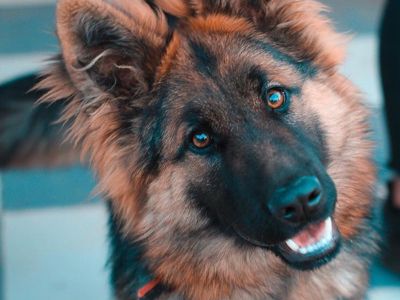 ジャーマン・シェパード・ドッグ