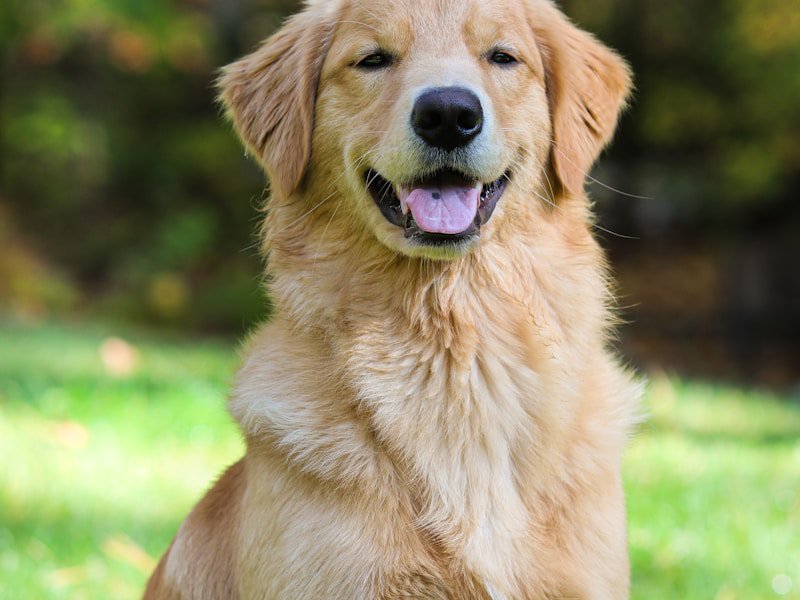 ゴールデン・レトリバー