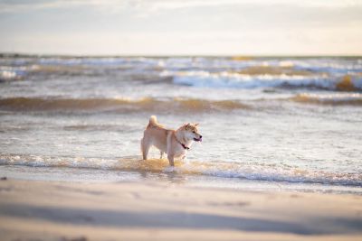 北海道犬