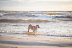 北海道犬