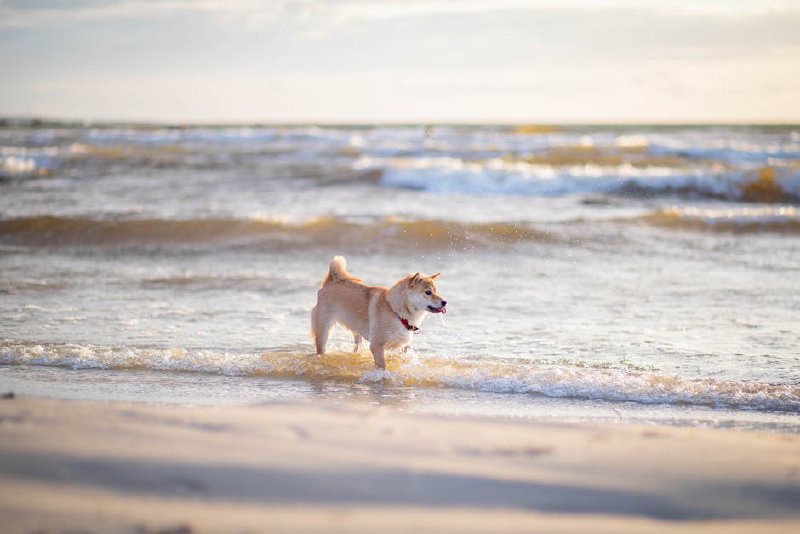 北海道犬