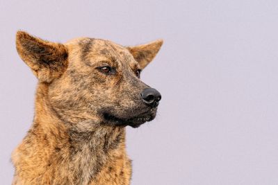 甲斐犬