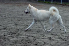 紀州犬