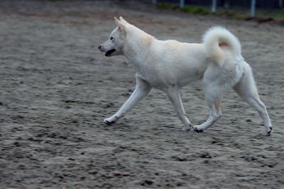紀州犬
