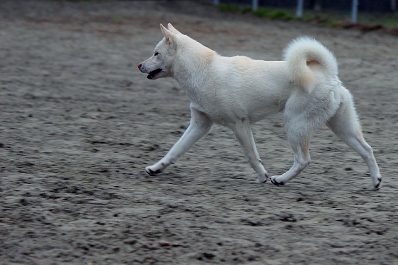 紀州犬