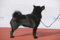 スキッパーキ