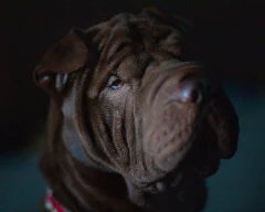 シャー・ペイ