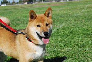 柴犬