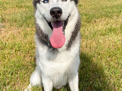 シベリアン・ハスキー