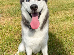 シベリアン・ハスキー