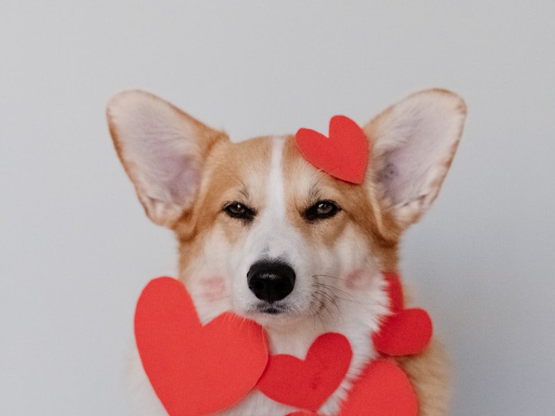 ウェルシュ・コーギー・ペンブローク